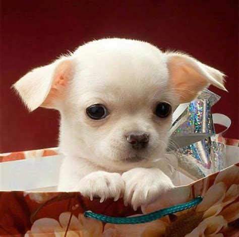 Looks Like My Baby Chihuahua Puppies Baby Chihuahua Cute Chihuahua