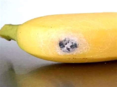Ew Woman Finds Deadly Erection Inducing Spiders In Her Bananas E News