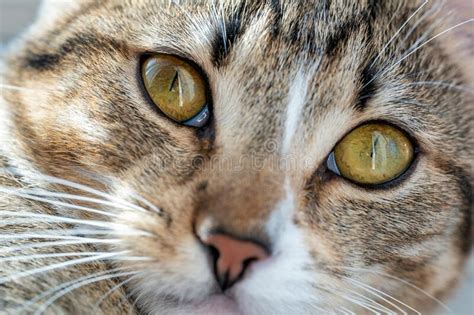 Portrait Of Tabby Marble Cat With Green Yellow Big Eyes White Whiskers