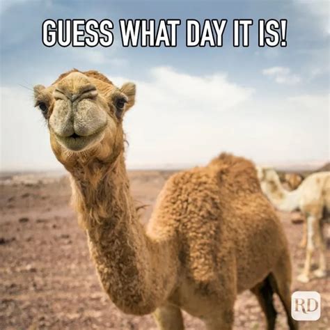 40 Funniest Hump Day Memes To Help You Survive Through Wednesdays