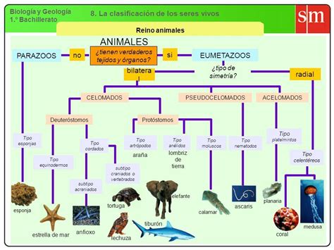 Pin De Traballobioloxiafisterra En Clasificación De Reino Animal