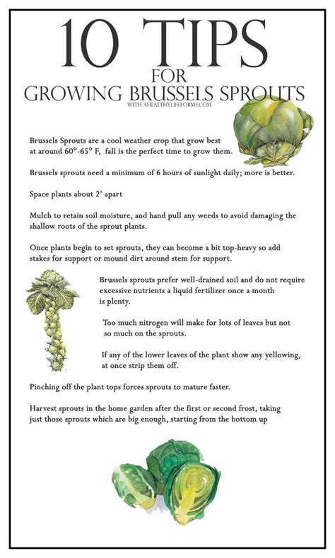 Cover seeds 1/4 to 1/2 inch deep and transplant the seedlings when they are about 3 inches tall. 10 Tips for Growing Brussels Sprouts - A Healthy Life For Me