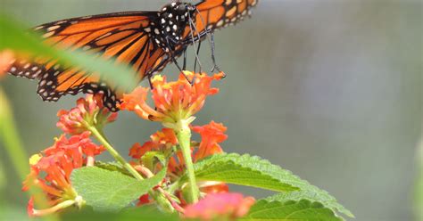 Butterfly Gardens Of Wisconsin Opens For The Season