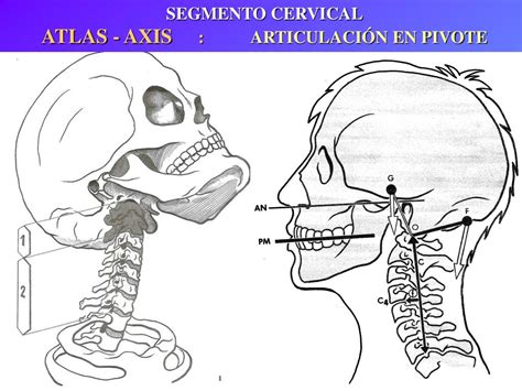 Ppt Esqueleto Del Tronco Columna Vertebral Pelvis Torax Powerpoint