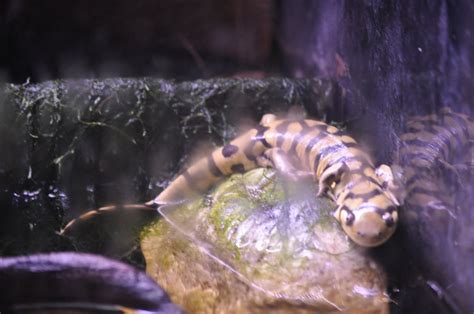 ZOOTOGRAFIANDO MI COLECCIÓN DE FOTOS DE ANIMALES SALAMANDRA TIGRE