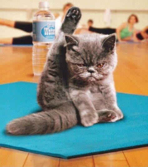 16 Animal Gymnastics Ideas Crazy Cats Funny Animals Cute Animals