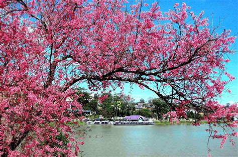 Top Hình Ảnh Mùa Xuân Đẹp Nhất ️ Top Thế Giới Và Việt Nam