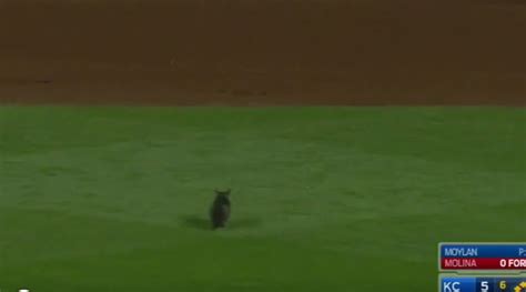 Rally Cat Video Yadier Molina Hits Grand Slam After Cat Appears