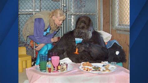 Koko The Gorilla Who Knew Sign Language Being Remembered Around The World