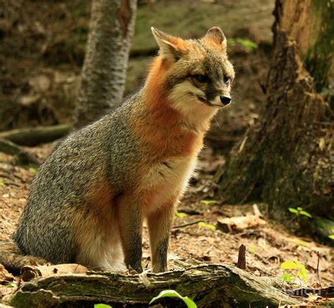 Rare Grey Fox On Alert In The Forest Photograph By Inspired Nature