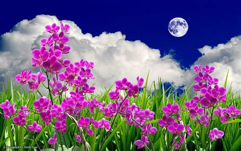 Flowers Field In The Moon Colourful Field Moon Flowers 3d And