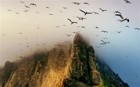 Birds Seagulls Flying Coast Cliff Island Scotland Mist Nature