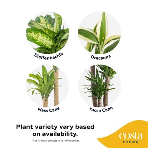 Costa Farms Plants With Benefits Live Indoor Plant Foliage Assorted In 10in Grower Pot