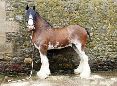 Outstanding Clydesdale Stallion Big Horses Work Horses Cute Horses