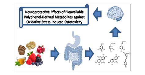 Neuroprotective Effects Of Bioavailable Polyphenol Derived Metabolites