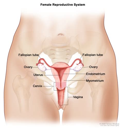 Sistem Reproduksi Wanita Dan Gangguannya Materi Biologi Kelas