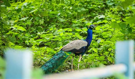 Beautiful Peacock In The Gujarat Jungle Stock Image Image Of Peacock