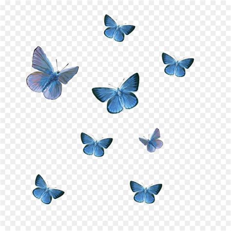 Butterfly and white flowers covered in dew. 28 Butterfly Png For Editing Hd - Woolseygirls Meme