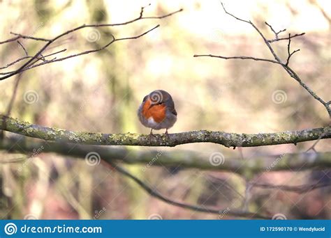 Robin Red Breast Loved By All Loved One Remembered Stock Photo Image