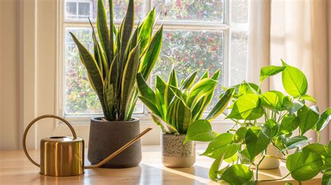 Air Purifying Plants 12 Indoor Varieties To Grow