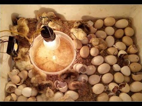 So not sure why she had such a weird hatch. How To Hatch Chicken Eggs, How To Make A Homemade ...