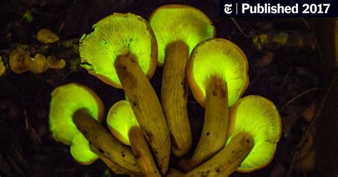 Hunting Mushrooms And What Makes Some Glow In The Dark The New York