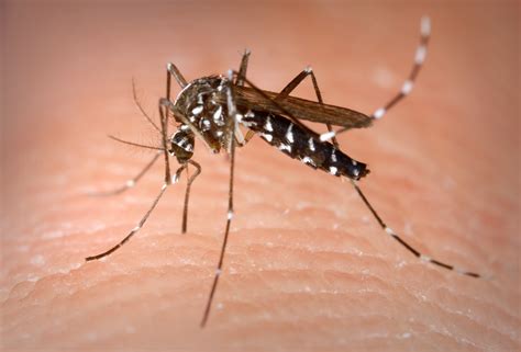 File Aedes Albopictus  Wikimedia Commons