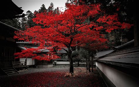 Japan House Tree Red Leaves Autumn Wallpaper Travel