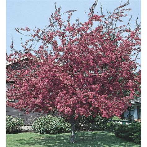 1025 Gallon Pink Profusion Crabapple Flowering Tree In Pot With Soil