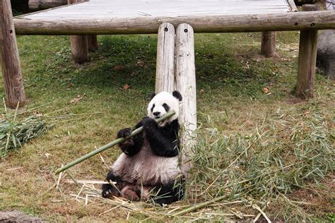 ‘finally They Can Leave That Zoo China Welcomes News Of The Return