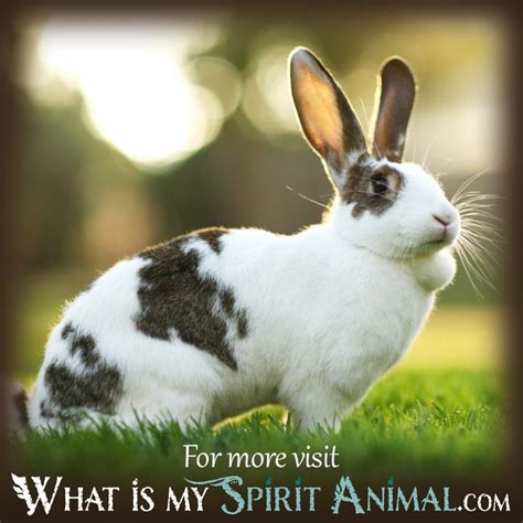 What Do Rabbit Dreams Mean What Is My Spirit Animal Spirit Totem