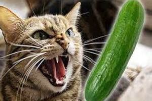 Reasons Why Cat Afraid Of Cucumber Cat Anggora