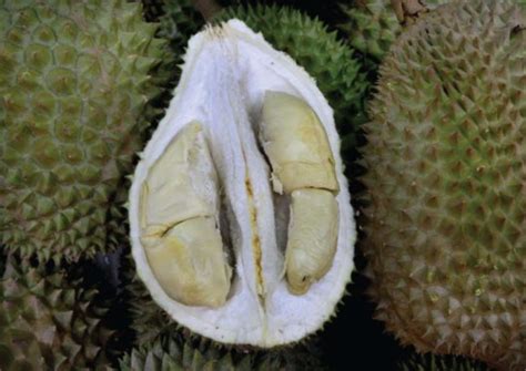 It's going to be a super awesome bumper crop. The ultimate guide to common durian types in Singapore ...