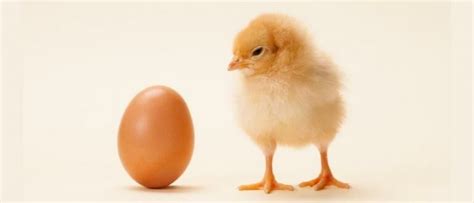 Ayam Dan Telur Mana Yang Duluan Teka Teki Legendaris Akhirnya