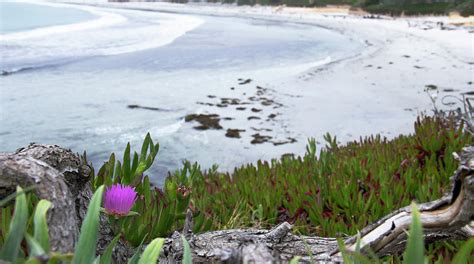 Ice Plant And California Coast Photograph By Amy Sorvillo Fine Art