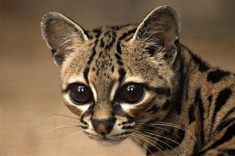 Margay Cub By Jakok On Flickr Small Wild Cats Big Cats Cool Cats