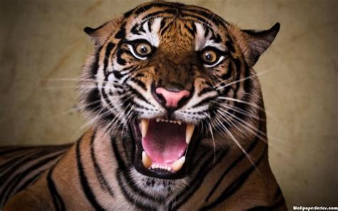 Hd Angry Tiger Face Roar Wallpaper Download Free 140682