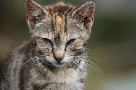 Ide Populer Feral Cat Kittens Cat Cafe