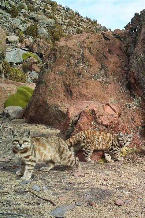 Endangered Andean Cats Hiding Out In South America