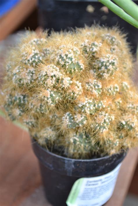There are a few different ways to propagate succulents. The Outlaw Gardener: Bark and Garden Part Two