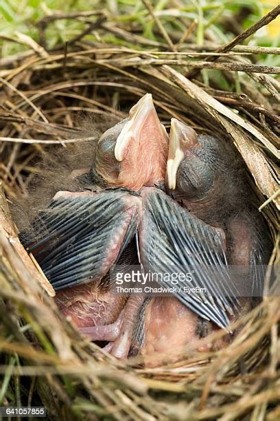 Northern Cardinal Nest Photos And Premium High Res Pictures Getty Images