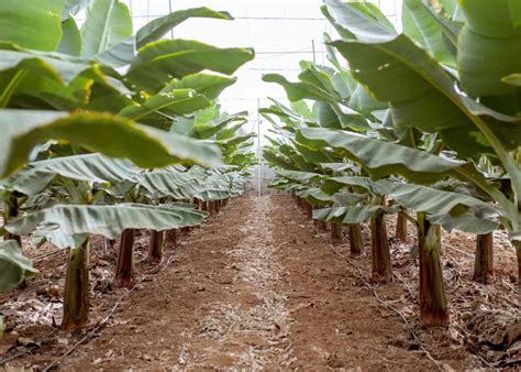 How Do Banana Trees Grow 🍌 🌱 The Journey From Sprout To Fruit Cluster