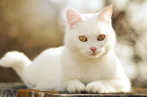 White Cat Desktop Wallpaper
