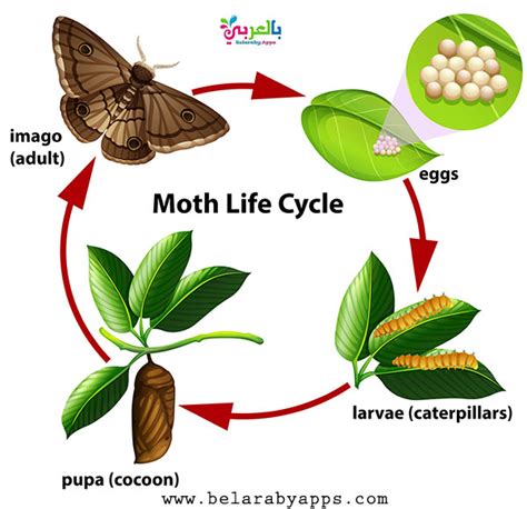 Key vocabulary includes the 4 stages of the butterfly and terms closely related to help support understanding. Animal Life Cycle Diagram - Science Posters For Kids ...