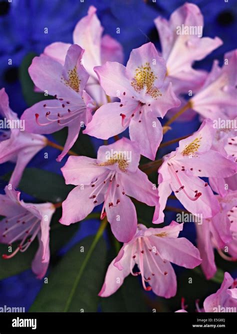 Blooming Pink Azalea Flowers Stock Photo Alamy