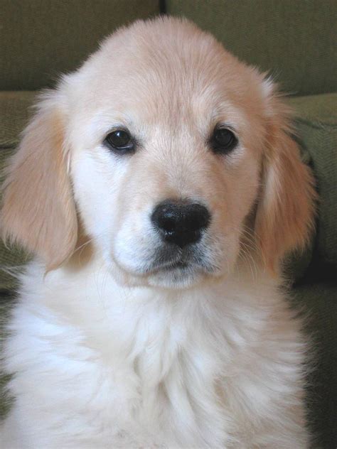 Golden Retriever Puppy 1 Free Photo Download Freeimages