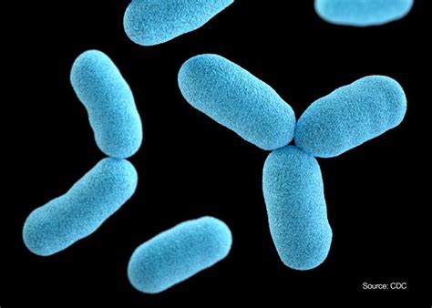 An immunological study of the diphtheria toxin. Diphtheria Signs And Symptoms | Infectious Disease | Mediniz