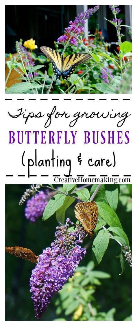 Tips For Growing Butterfly Bushes In Your Garden Butterfly Bush