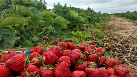 10 Places For The Best Strawberry Picking In Indiana Fruit Picking