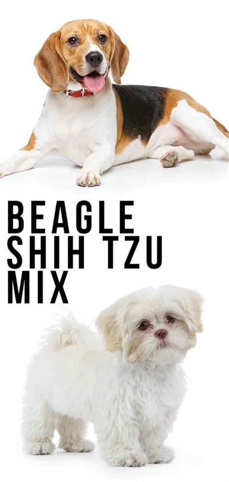 Beagle Shih Tzu Mix A New And Unique Combination